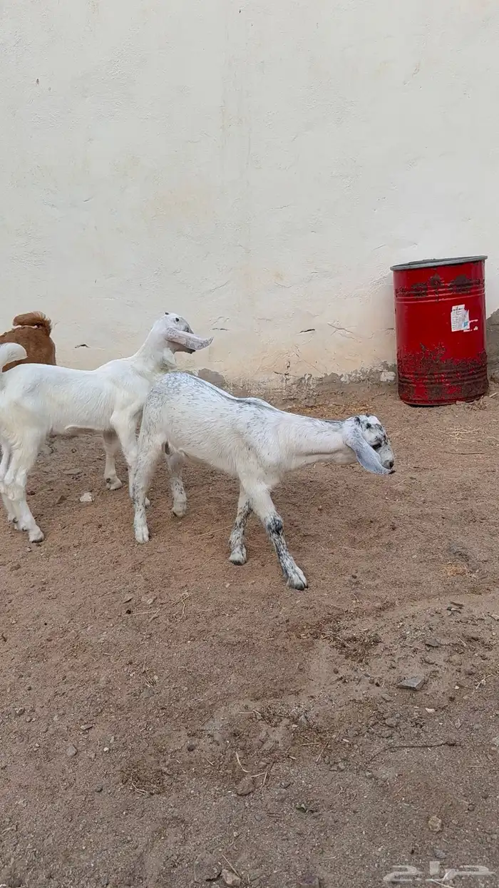 دواغير بيشيات تيوس 0