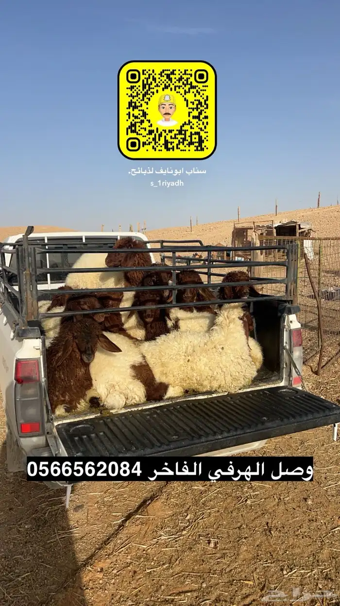 ذبايح ذبيحه نعيم هرفي جبر نعيمي وسط حري هرافي حريات لباني 6