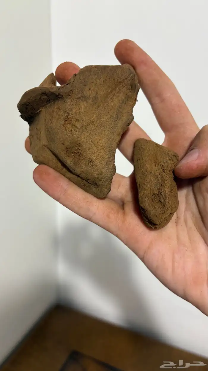 عود مروكي آصقون تربل سوبر ناهي وسعر صيده 4