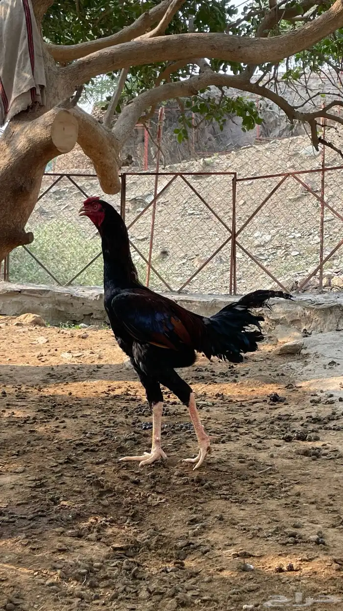 للبيع مراح دجاج كلها ب الف ريال بس 14