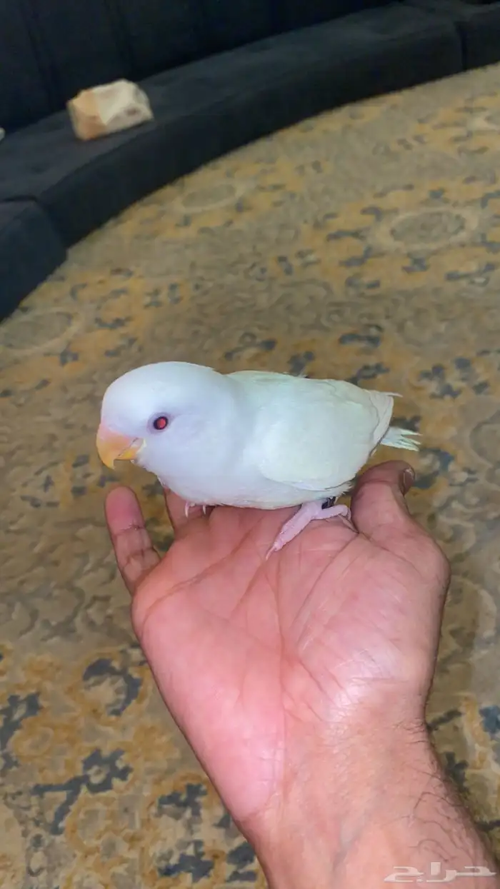 روز البينو اليف وهدد 0