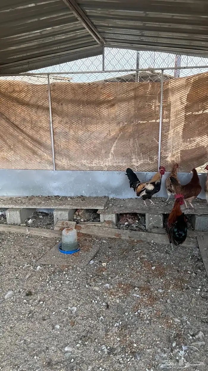 ديك بلدي 1