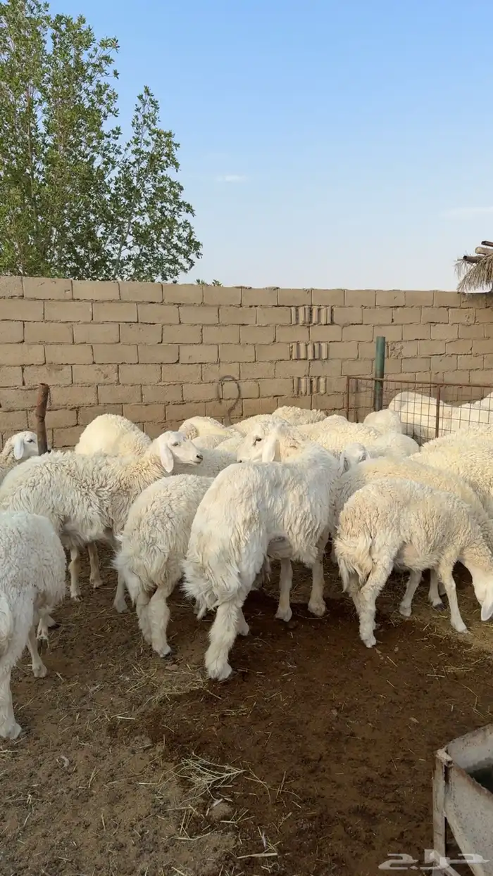 رخال حريات 2