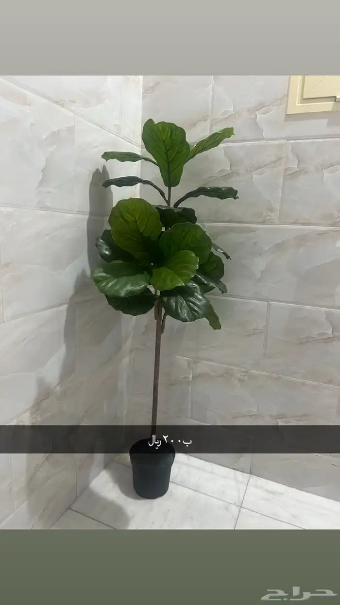 ورد ونبات واشجار ايكيا وهوم سنتر وستاره للبيع 5