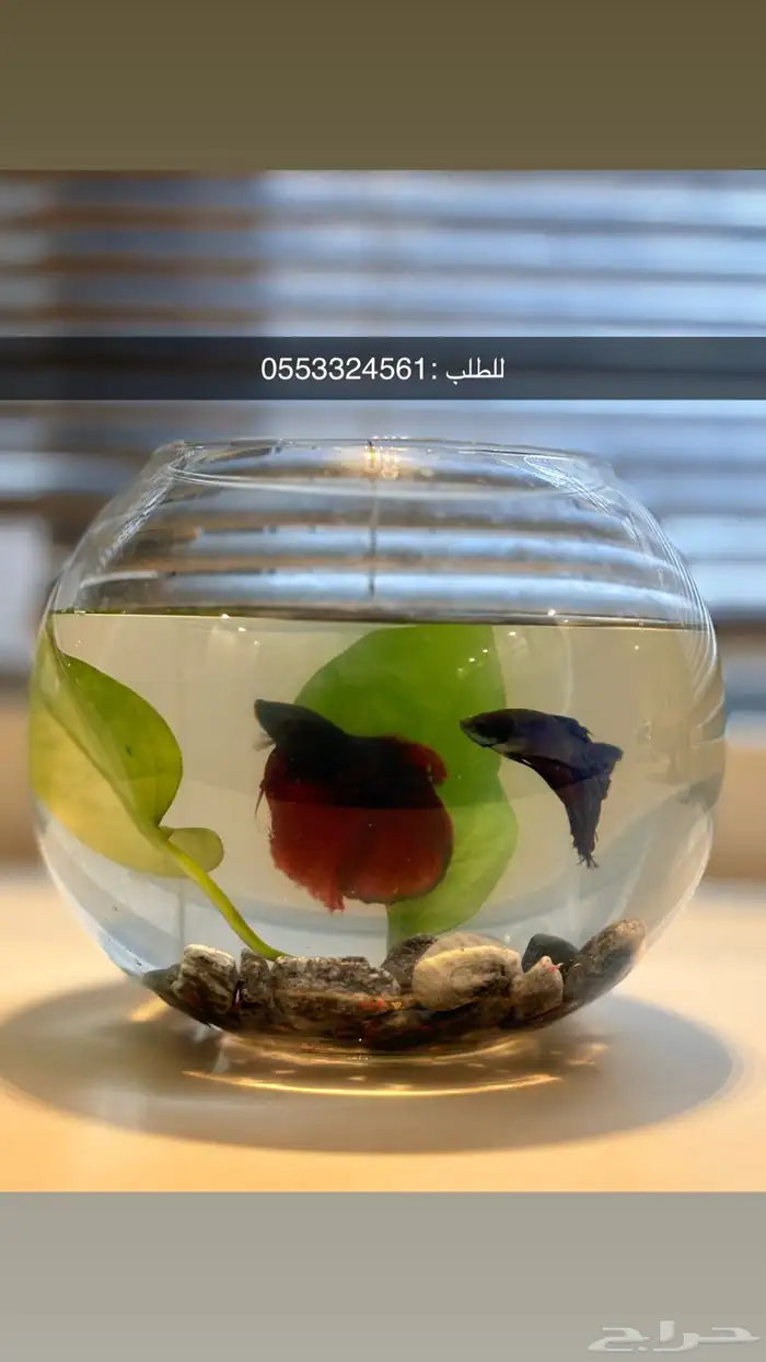 زينه اسماك فايتر سمك زينه يعيش منغير فلتر 9