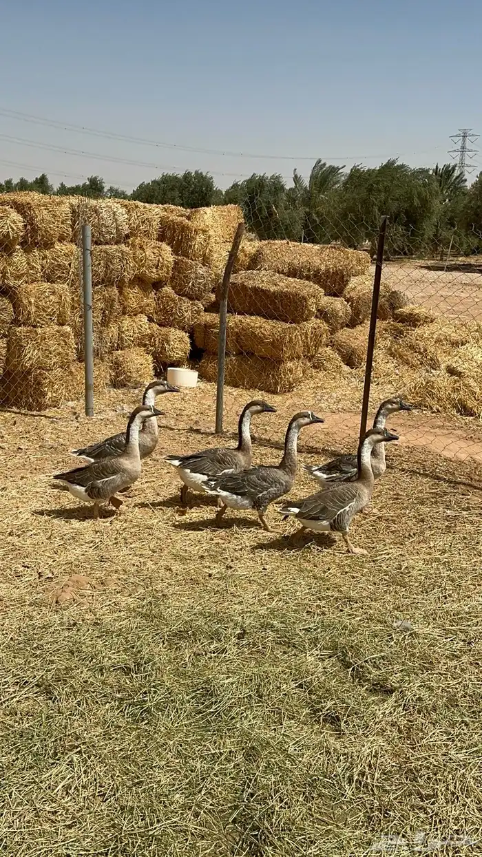 وز عراقي 2
