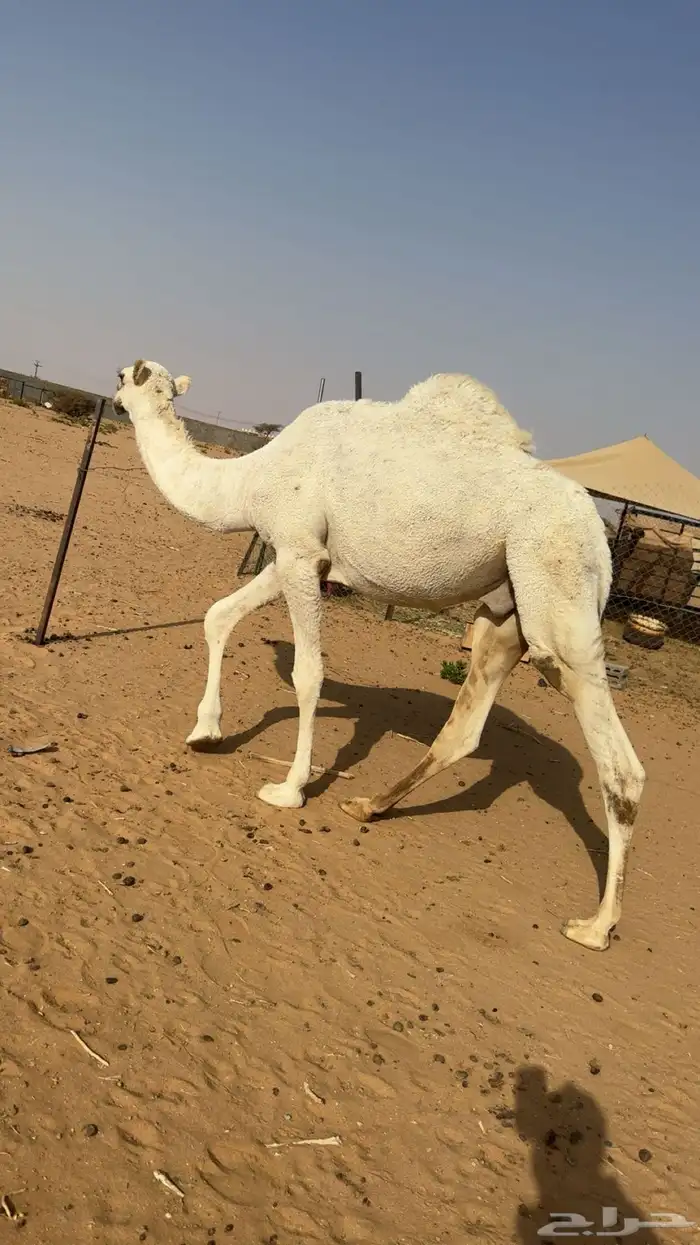 قعود عمره سنه وتسع شهور 0