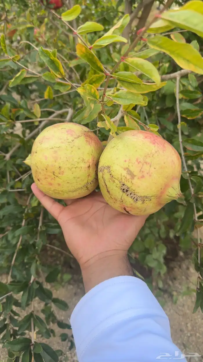 رمان جوف ال معمر 0