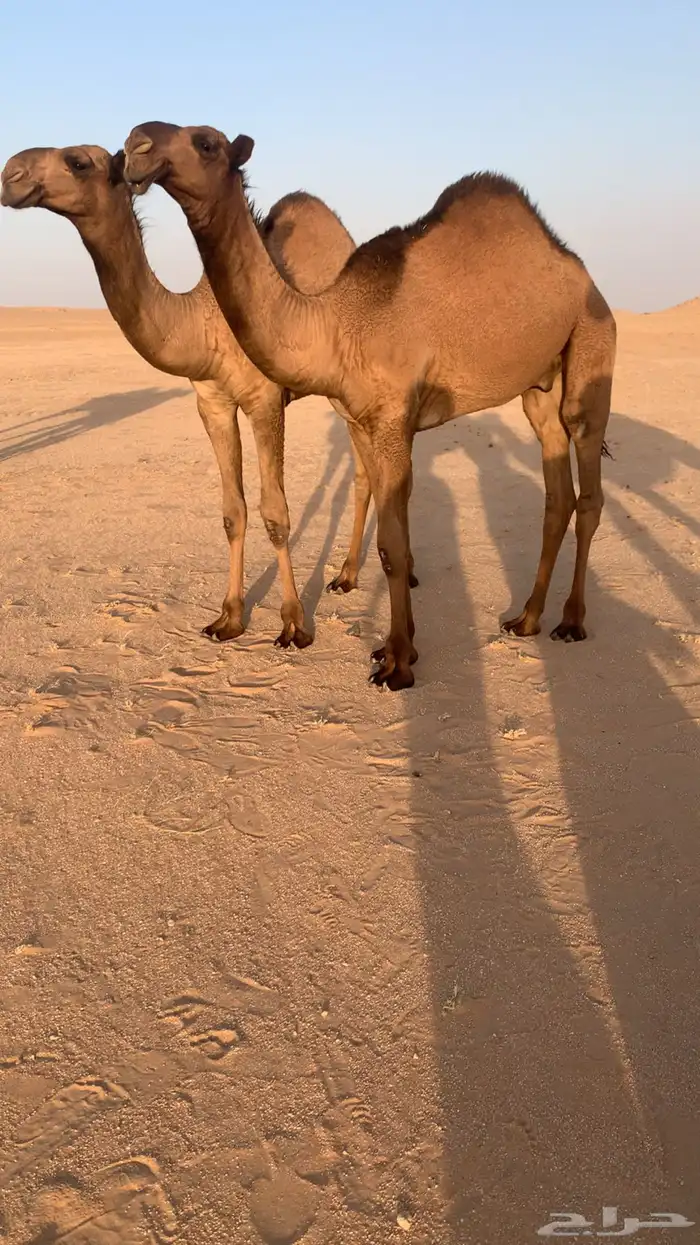 قعود عقابي فاخر 0