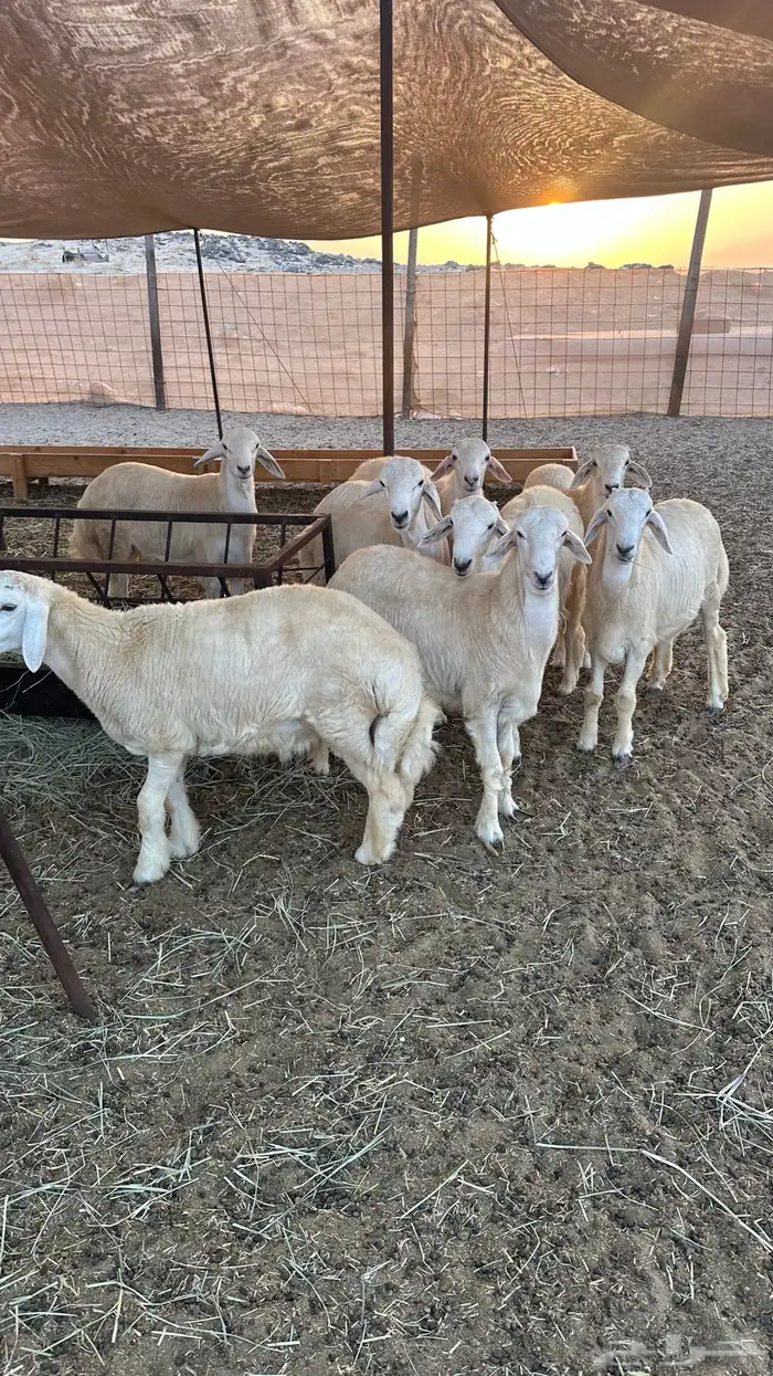 طليان حريه مناسبات ( تم البيع ) 1