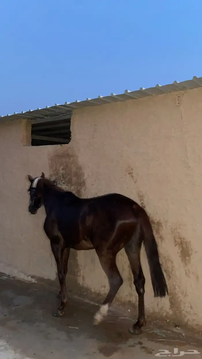 حصان شعبي سبوق 0