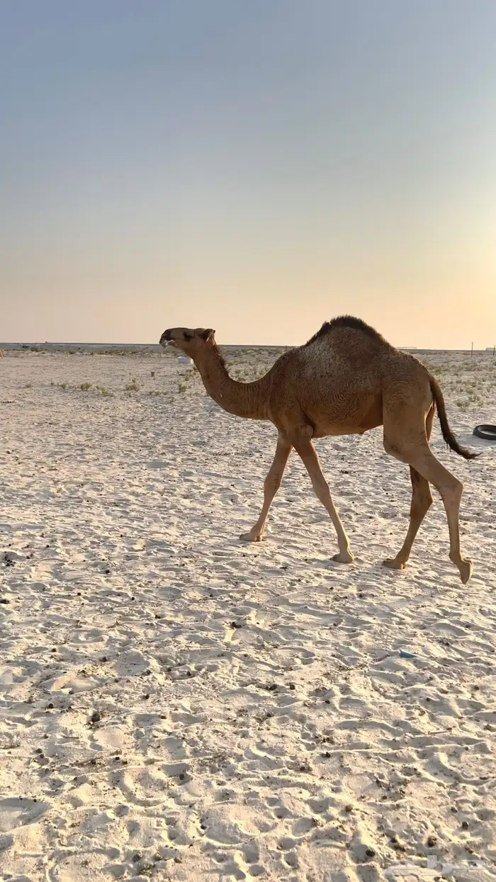 قعود 0