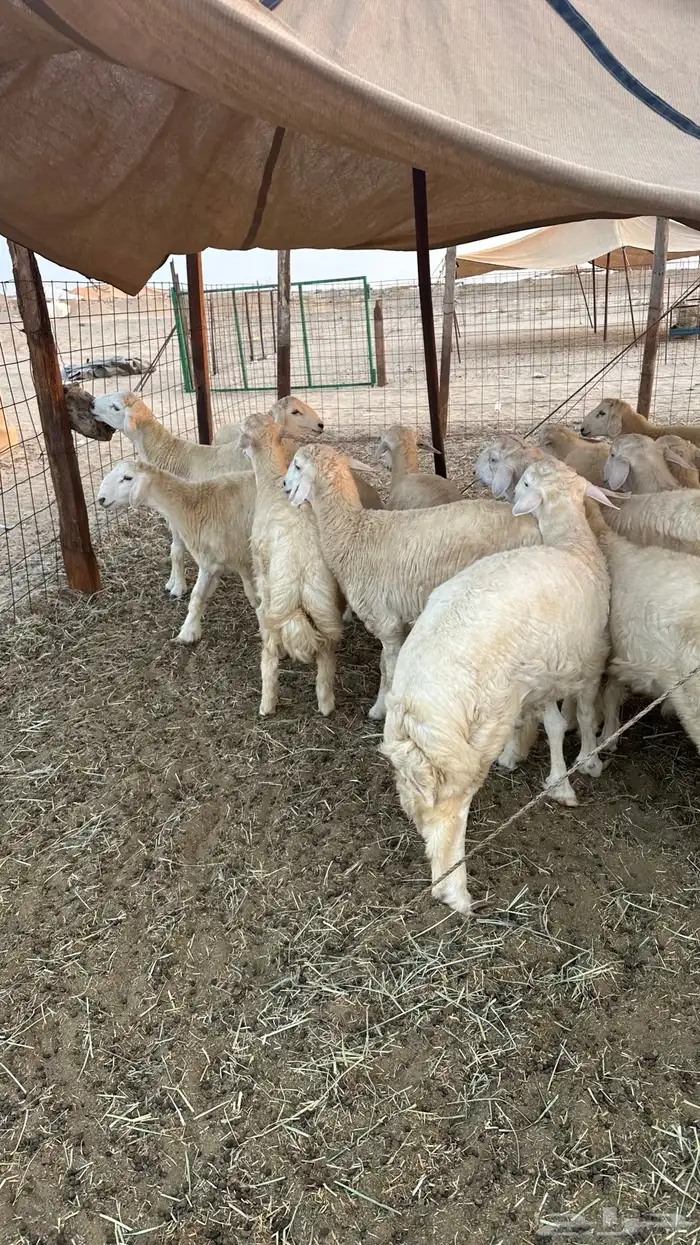 طليان حريه مناسبات ( تم البيع ) 0
