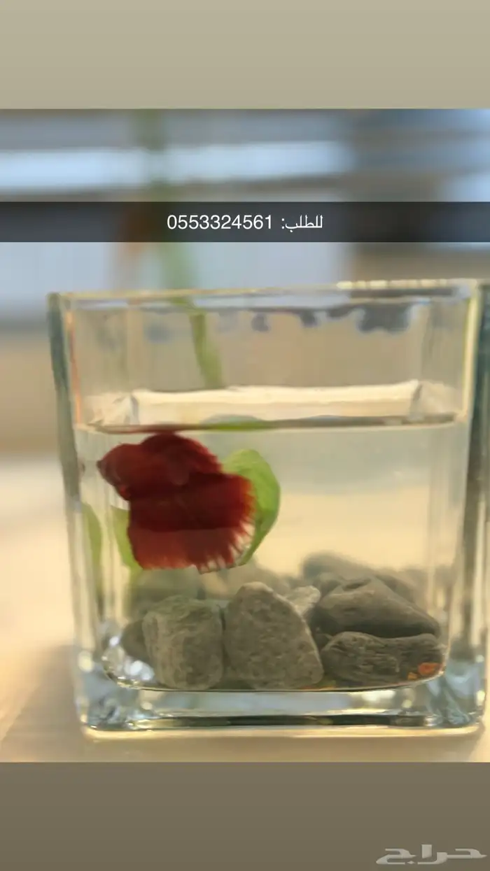 زينه اسماك فايتر سمك زينه يعيش منغير فلتر 10
