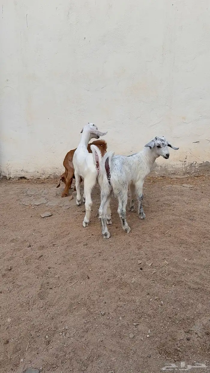 دواغير بيشيات تيوس 3