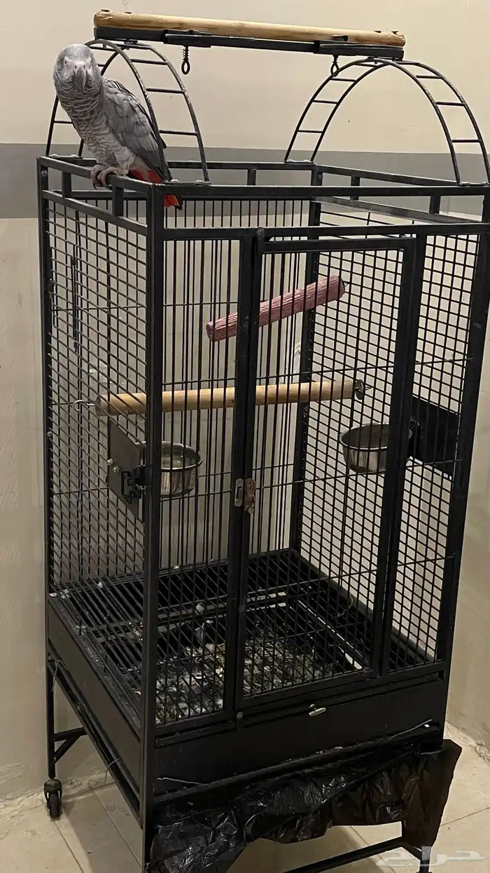 ببغاء كاسكو يتكلم ويسولف   مع قفص كبير   للبيع 1