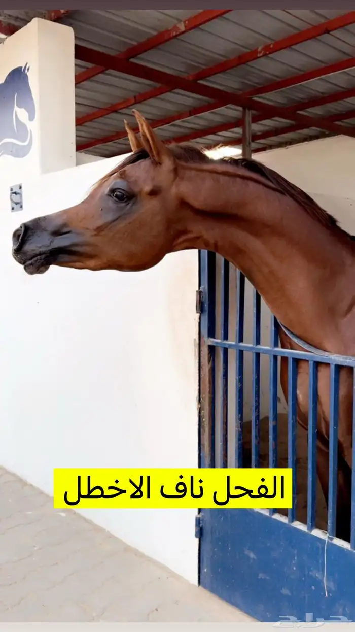 حصان فحل تشبية خيل 0