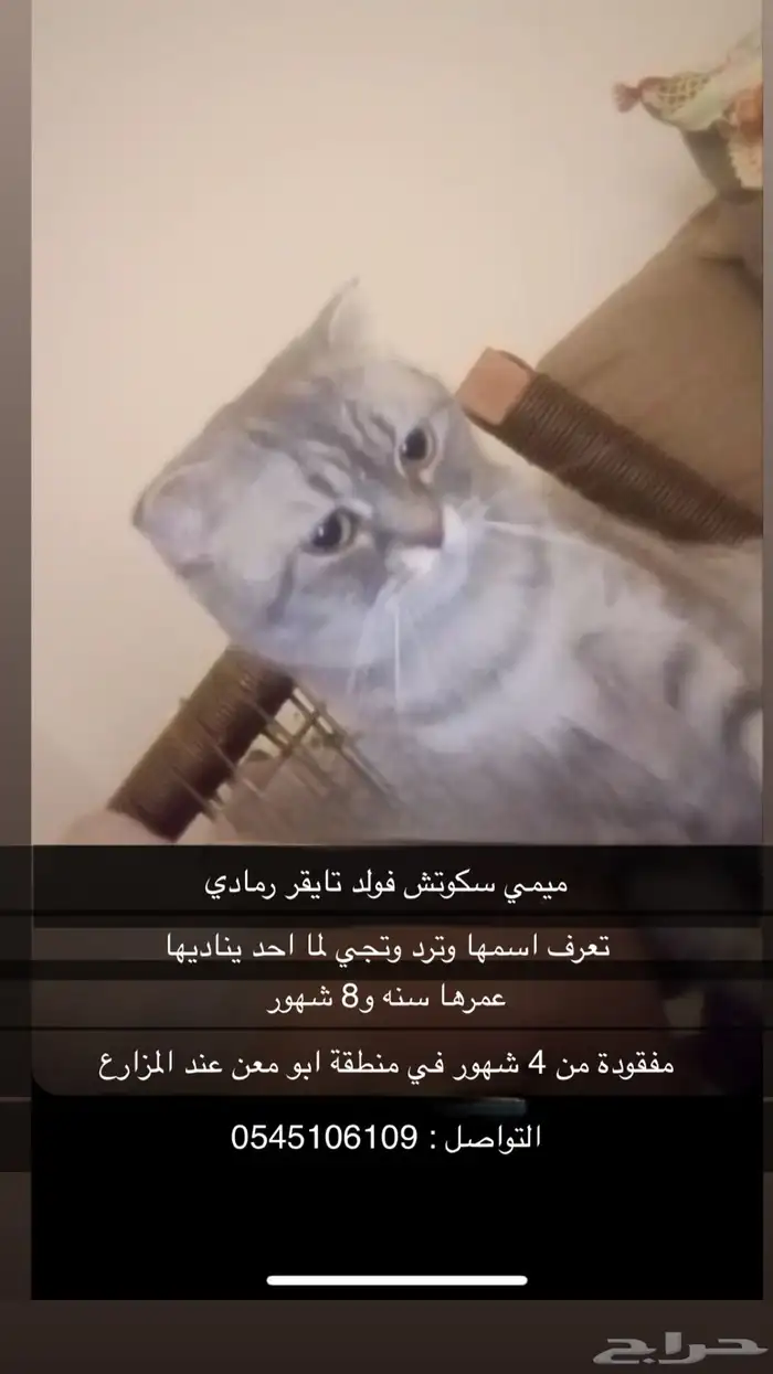 سكوتش فولد مفقوده 0