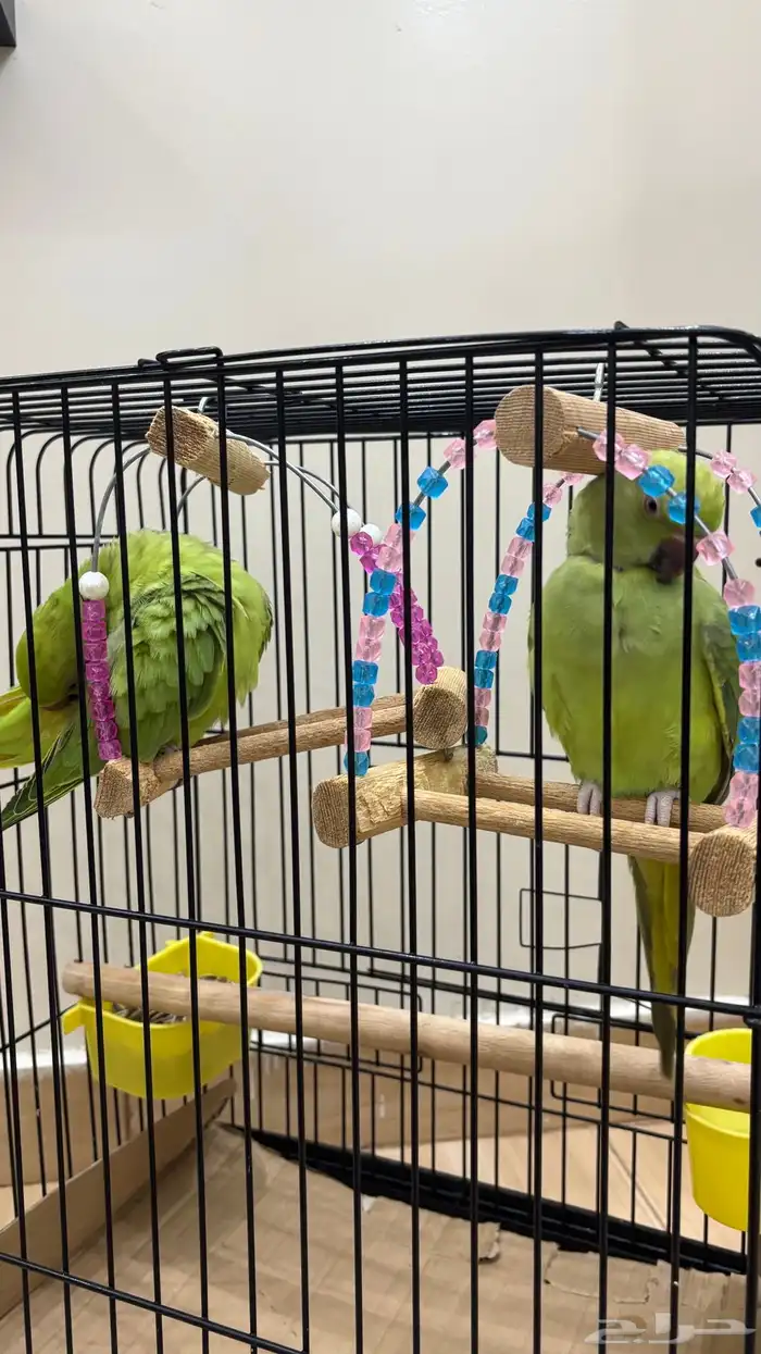 ببغاء دره هندي 1