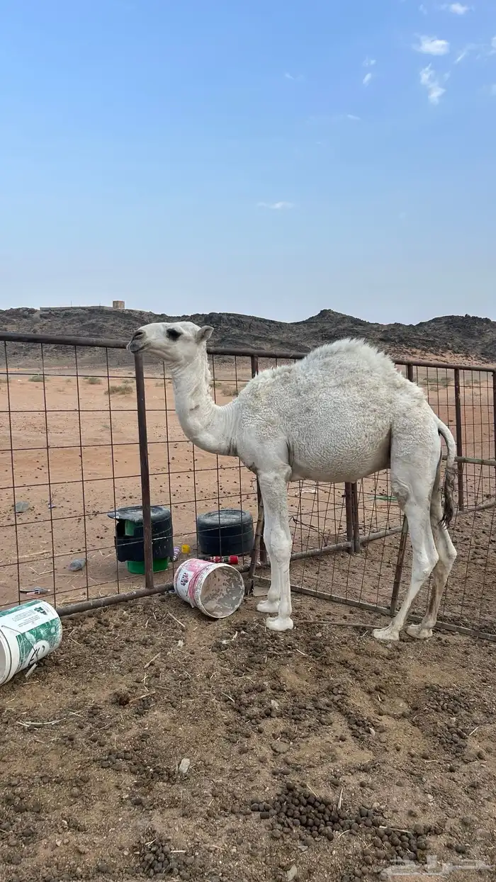 قعود للبيع 0
