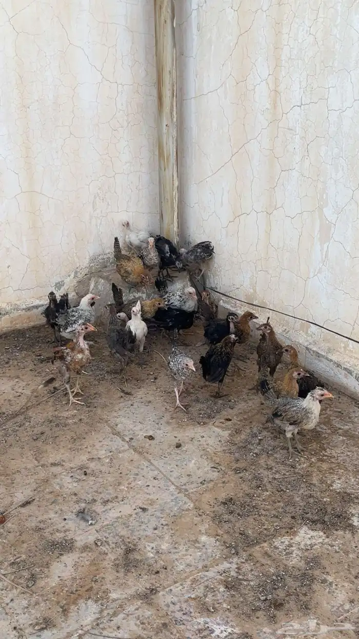 صيصان دجاج بلدي 2