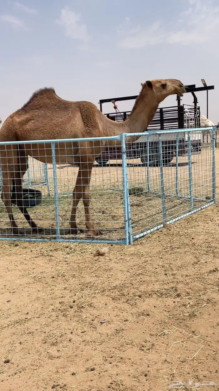 بكره ثنيه شعلاء 1