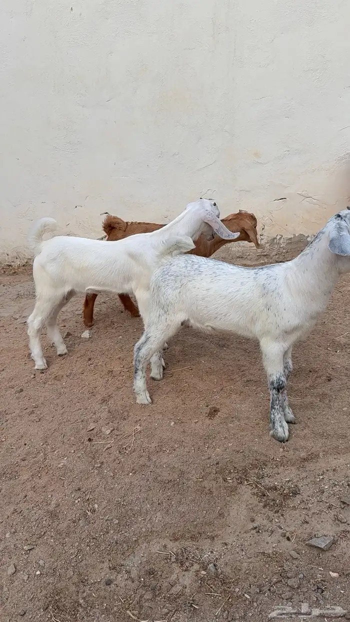 دواغير بيشيات تيوس 2