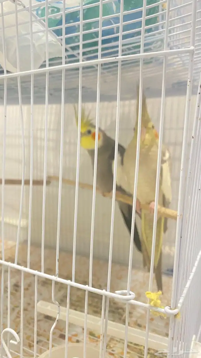 زوج كروان وزيبرا للبيع 0