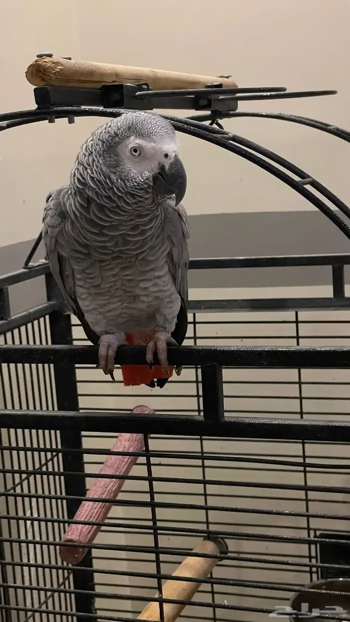 ببغاء كاسكو يتكلم ويسولف   مع قفص كبير   للبيع 2