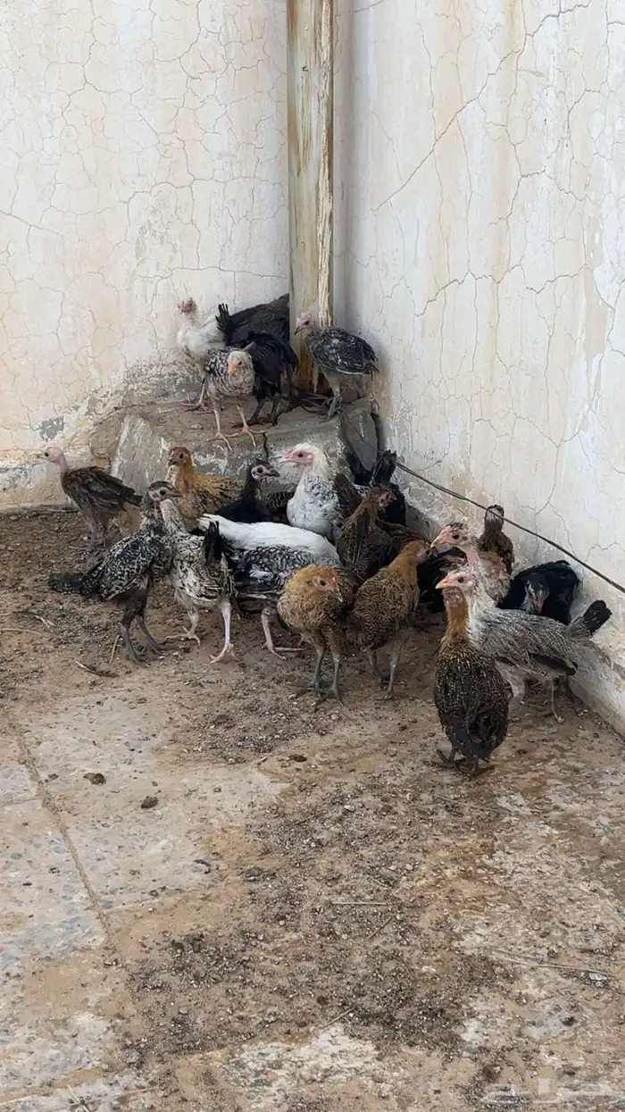 صيصان دجاج بلدي 1