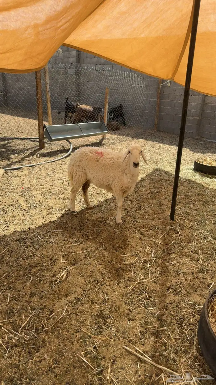 رخال دفيع فحص سونار 3