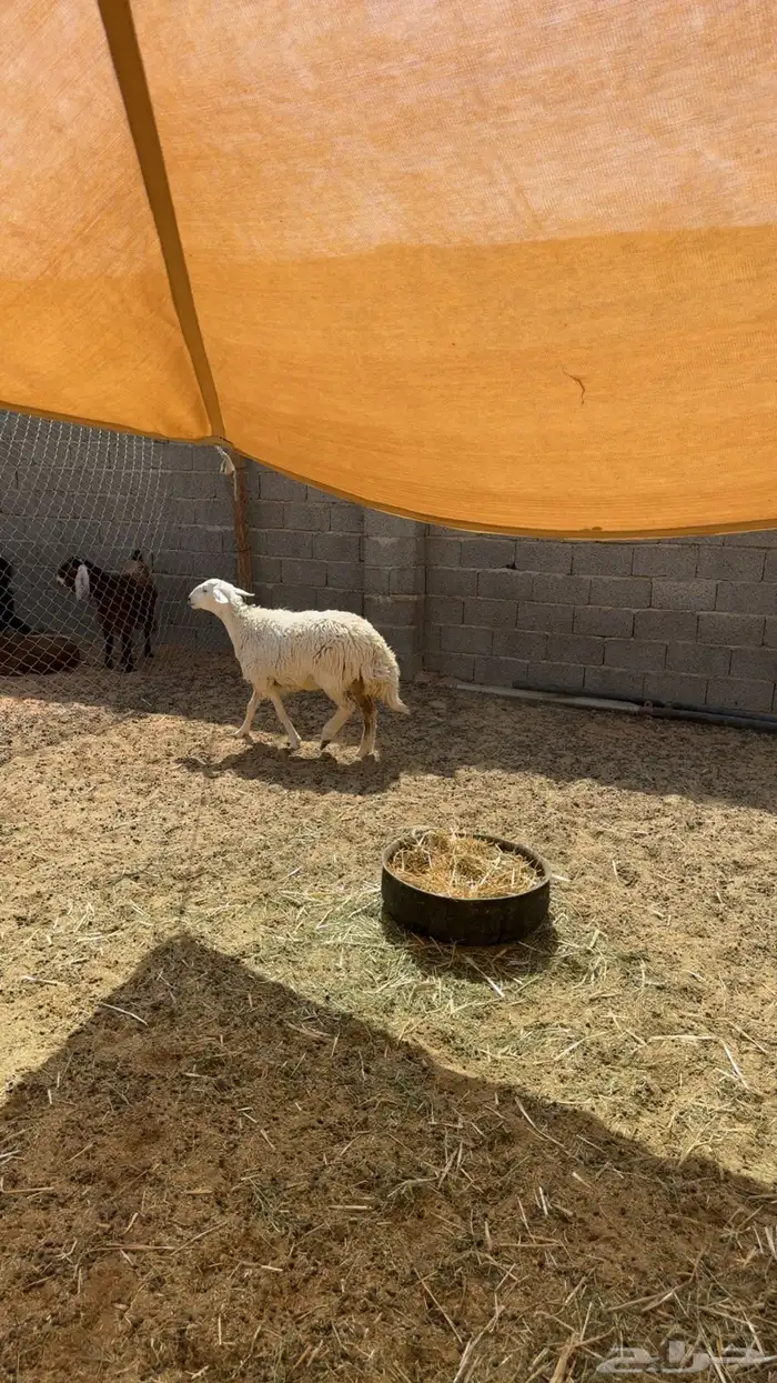رخال دفيع فحص سونار 2