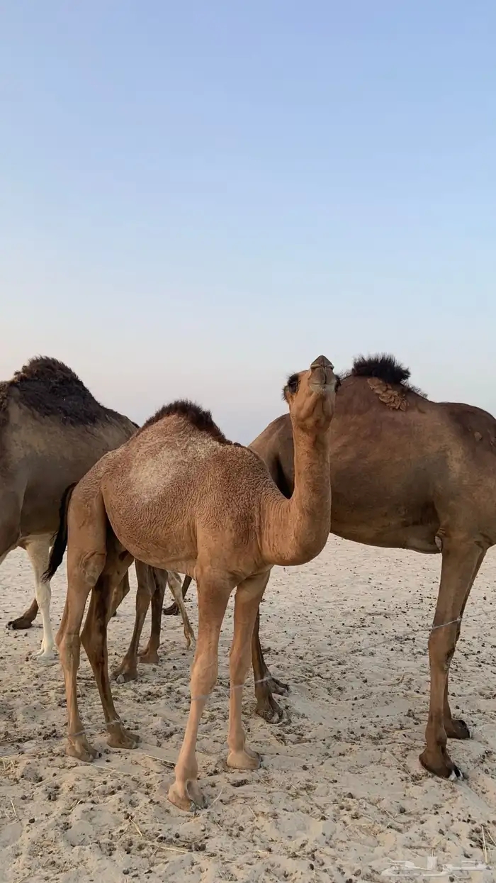 قعود 1