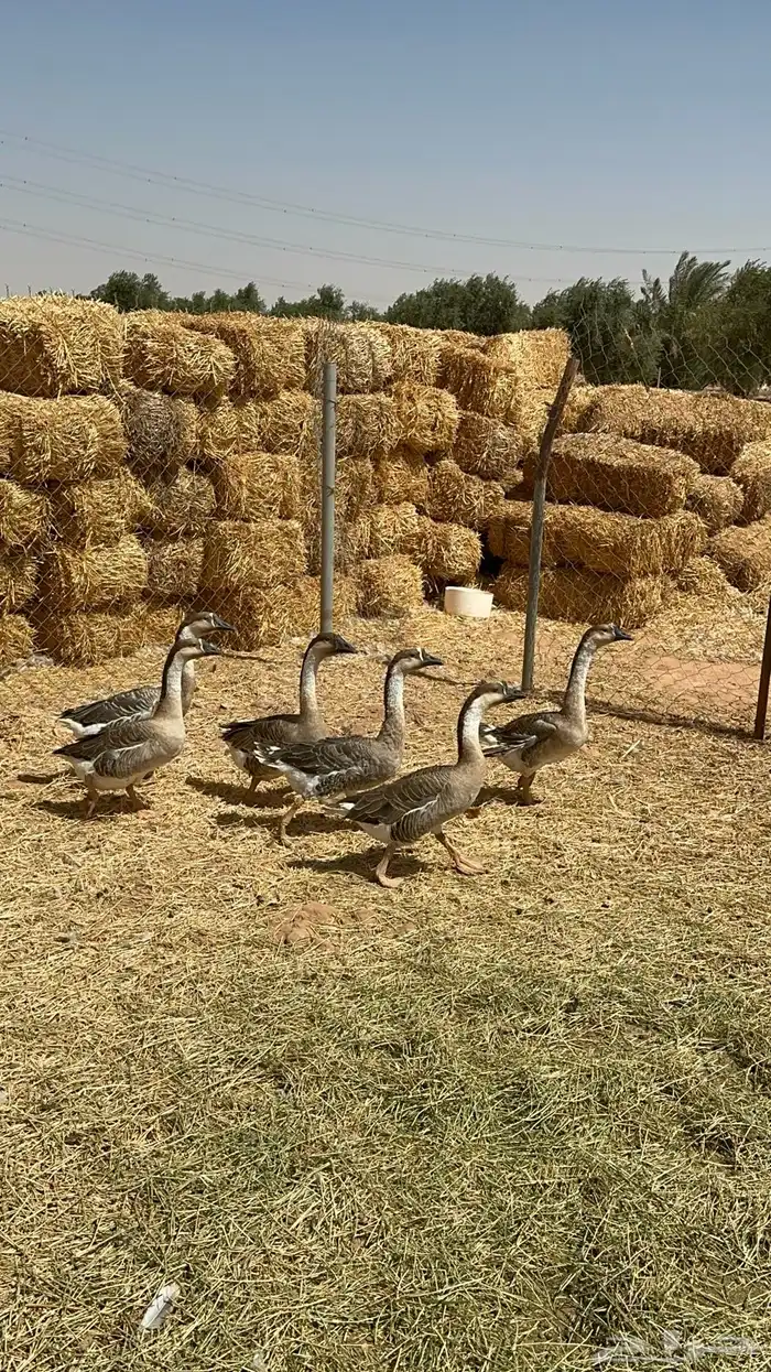 وز عراقي 1