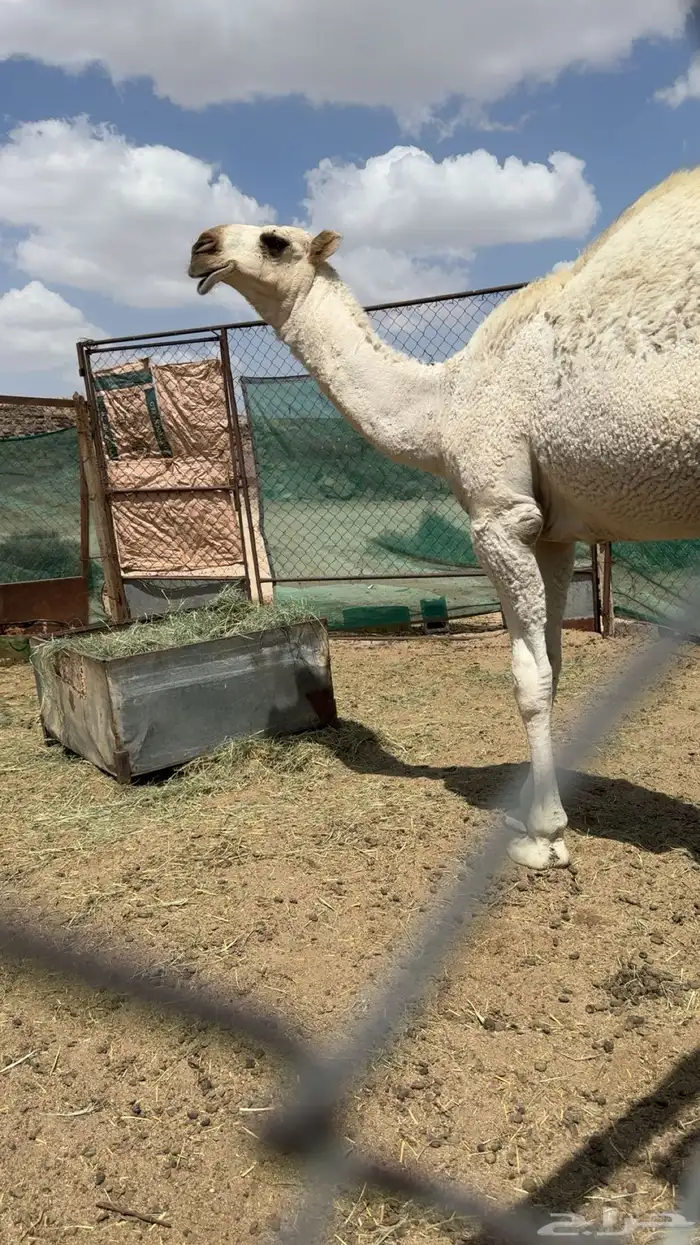 قعود طيب للبيع 0