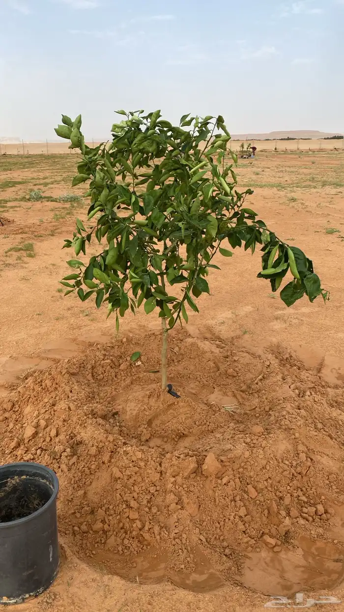 مقاول توريد وتركيب شبك مزارع وجميع أنواع السياج والشبوك 14