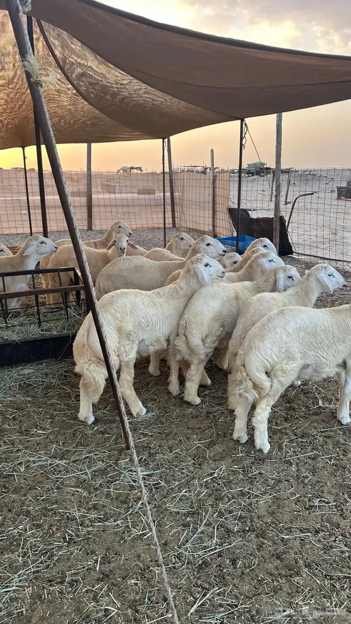 طليان حريه مناسبات ( تم البيع ) 5