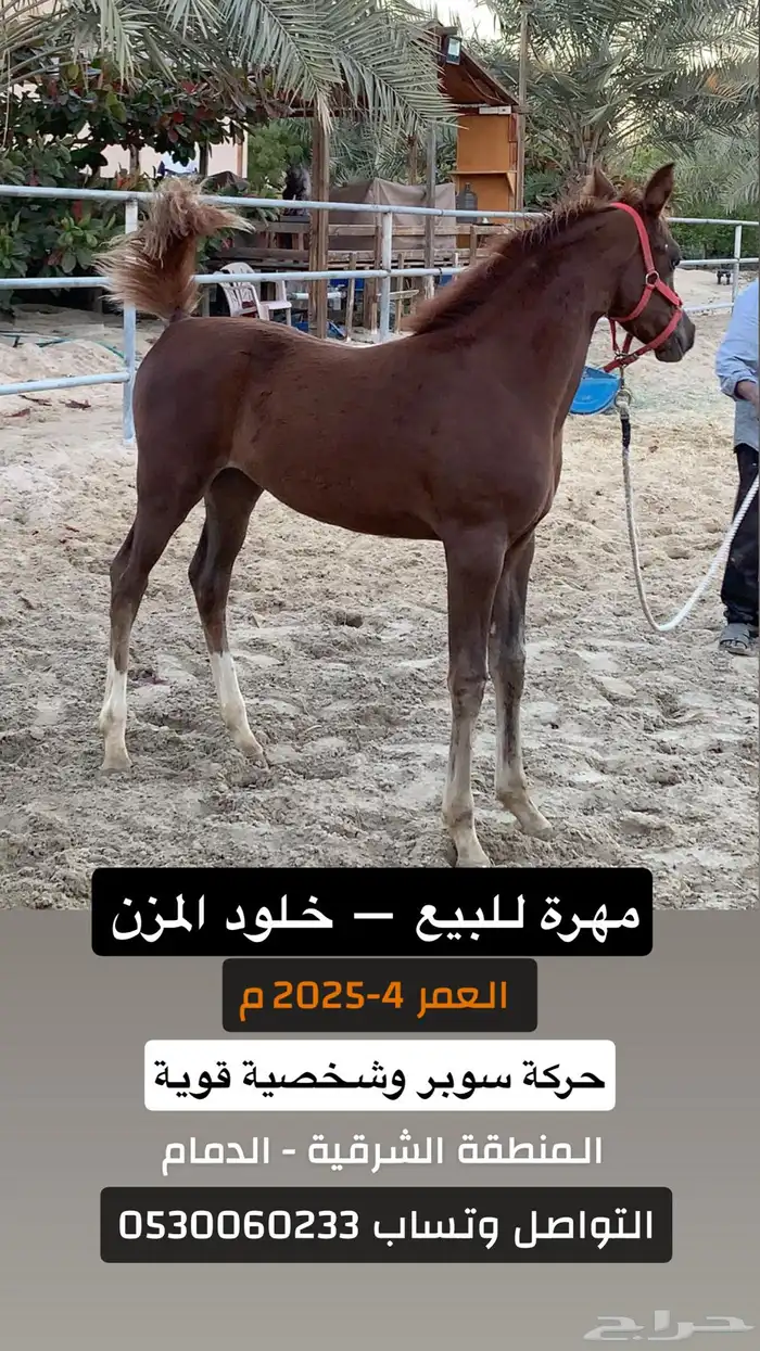 مهرة للبيع 0