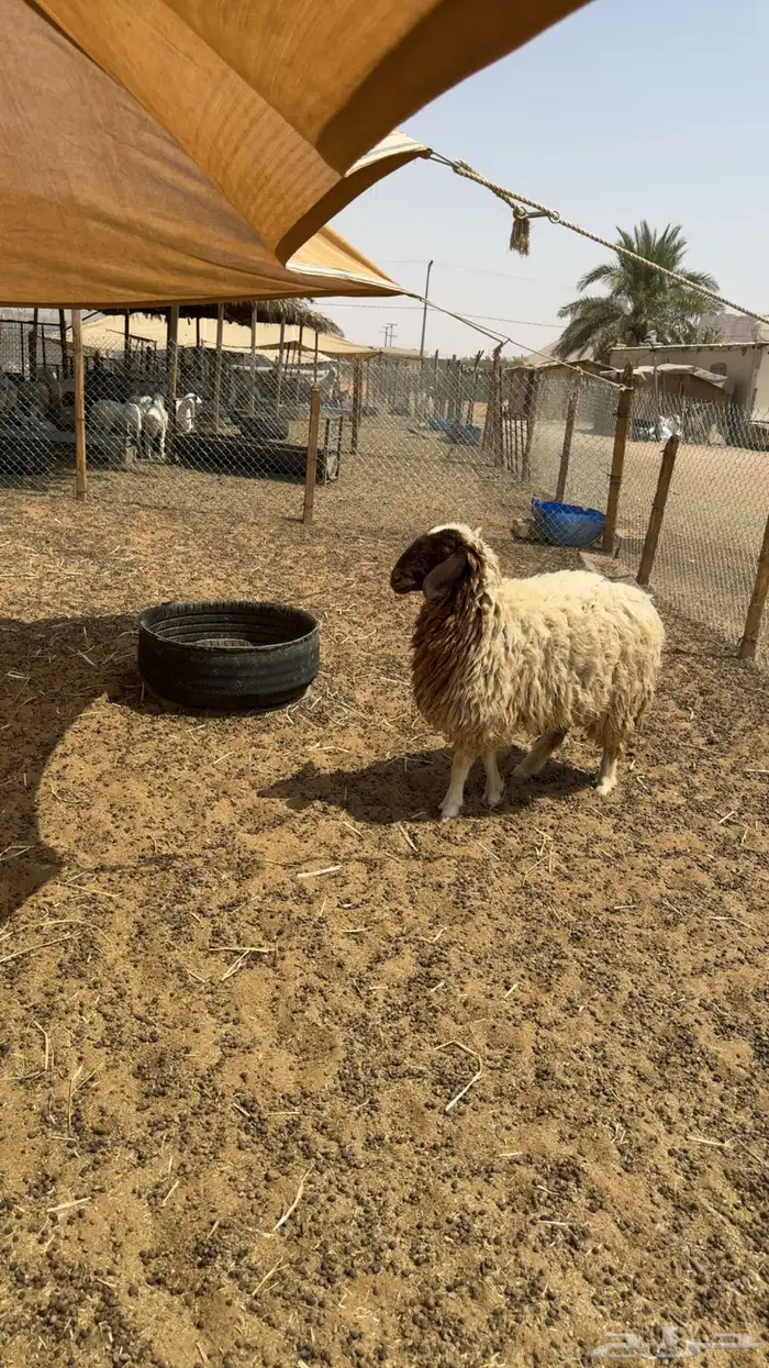 رخال دفيع فحص سونار 1