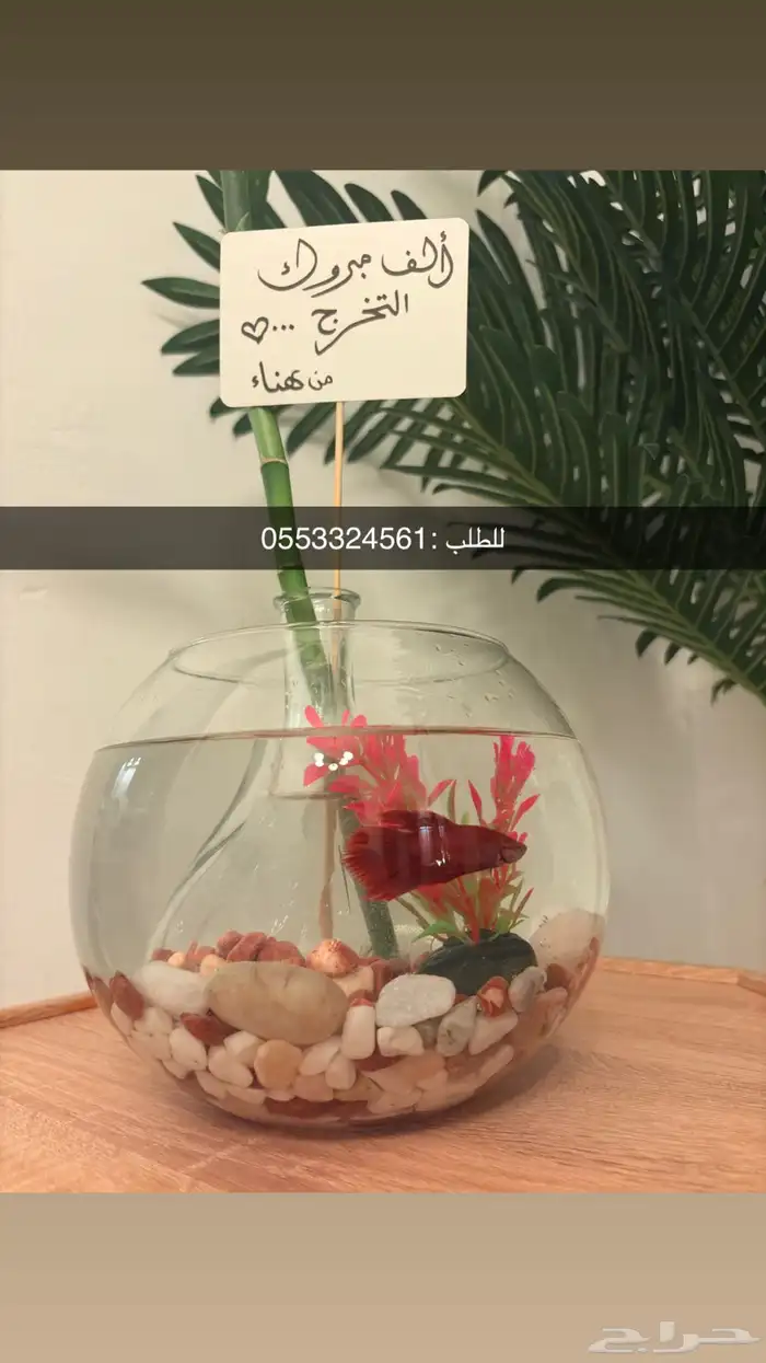 زينه اسماك فايتر سمك زينه يعيش منغير فلتر 2