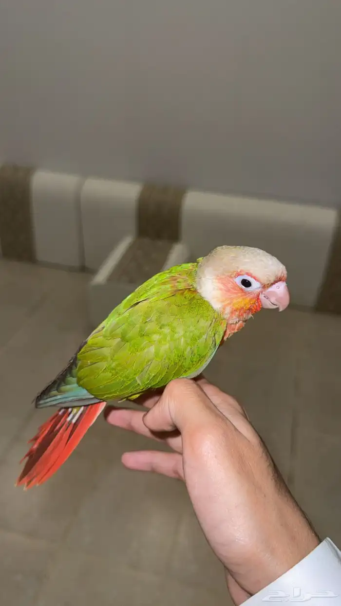 كنيور اناناس 0