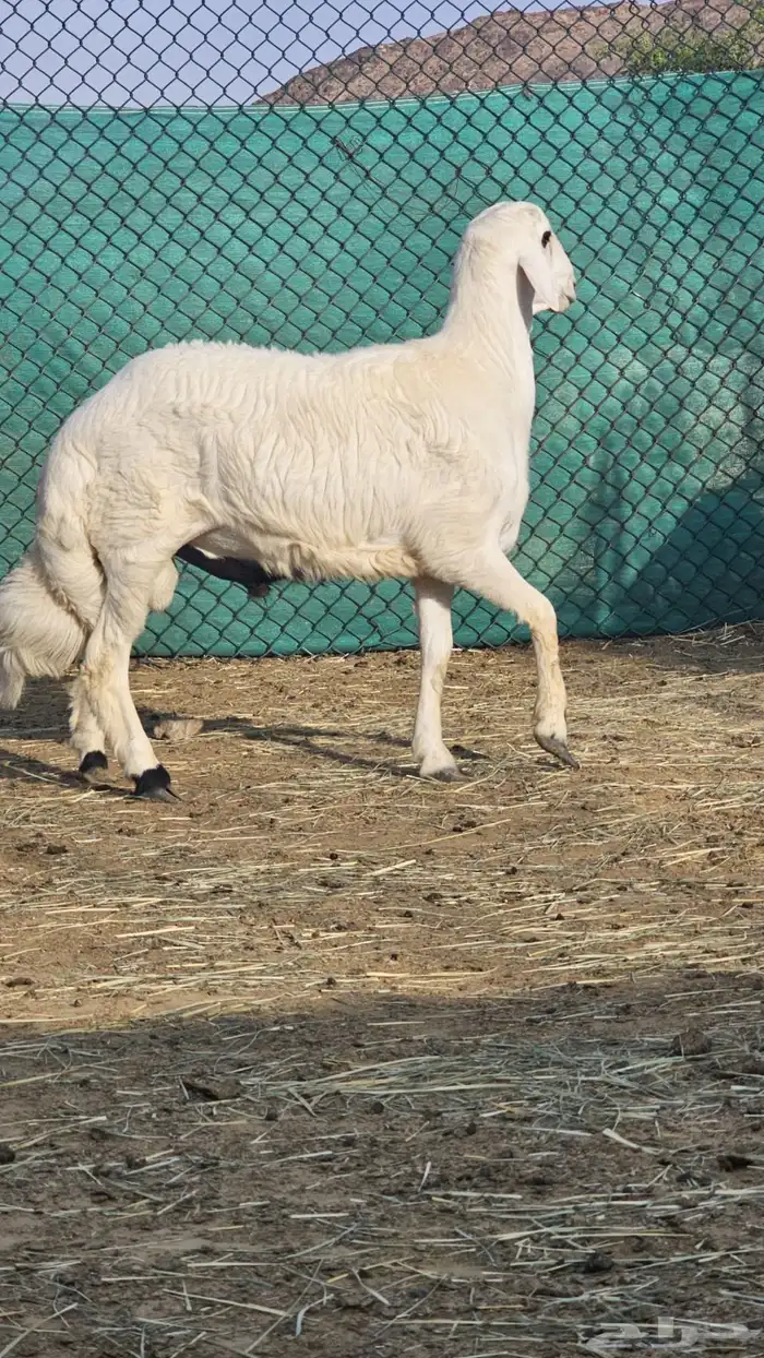 خروف للبيع 1