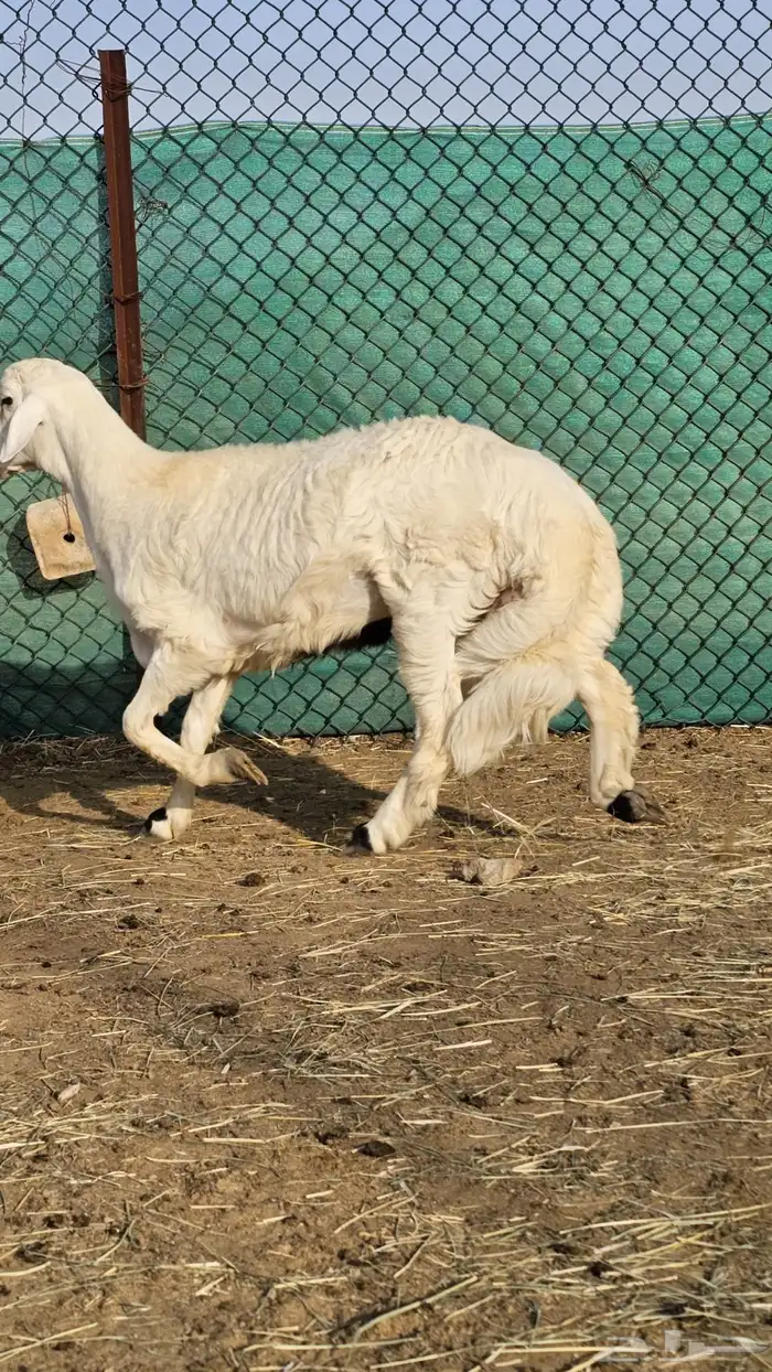 خروف للبيع 2