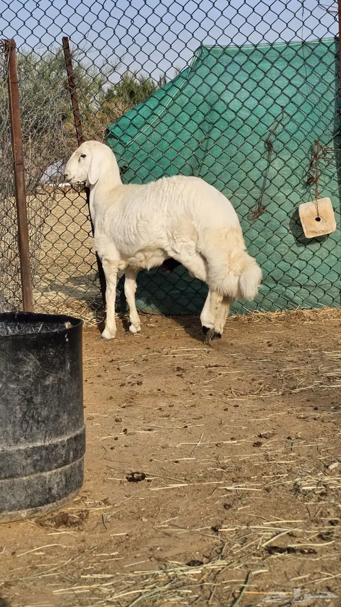 خروف للبيع 4