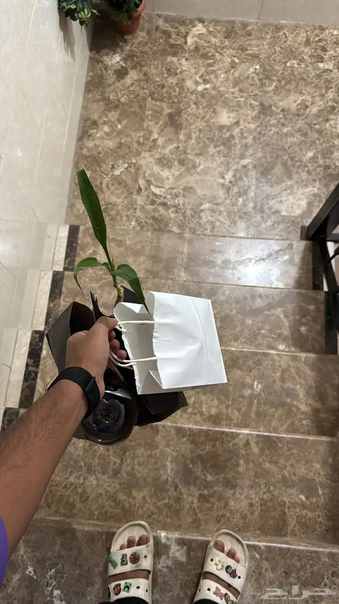 سمك فايتر فل مون 4