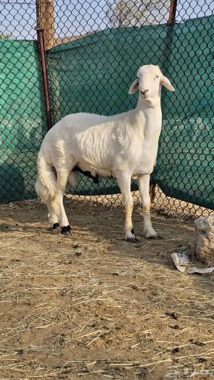 خروف للبيع 0