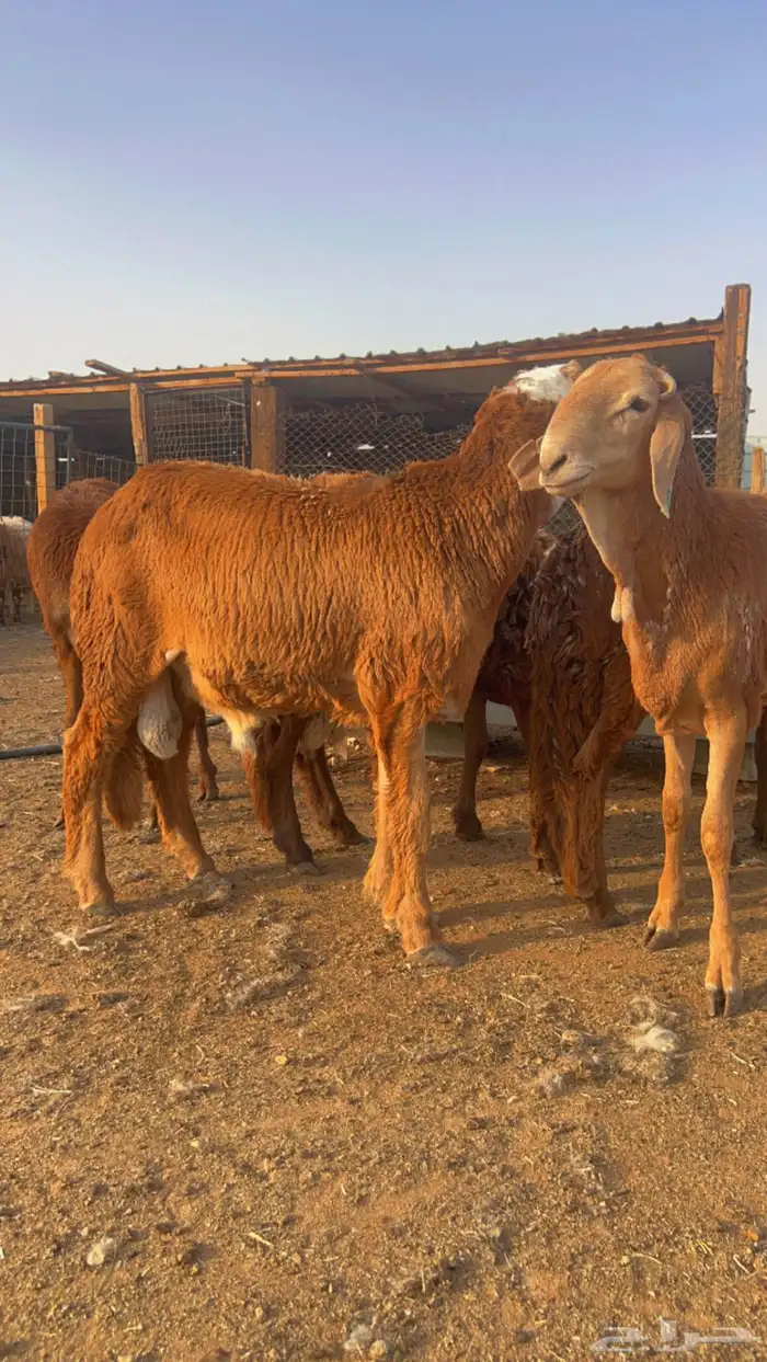 خرفان سواكني مرابي رفيد برابر 3