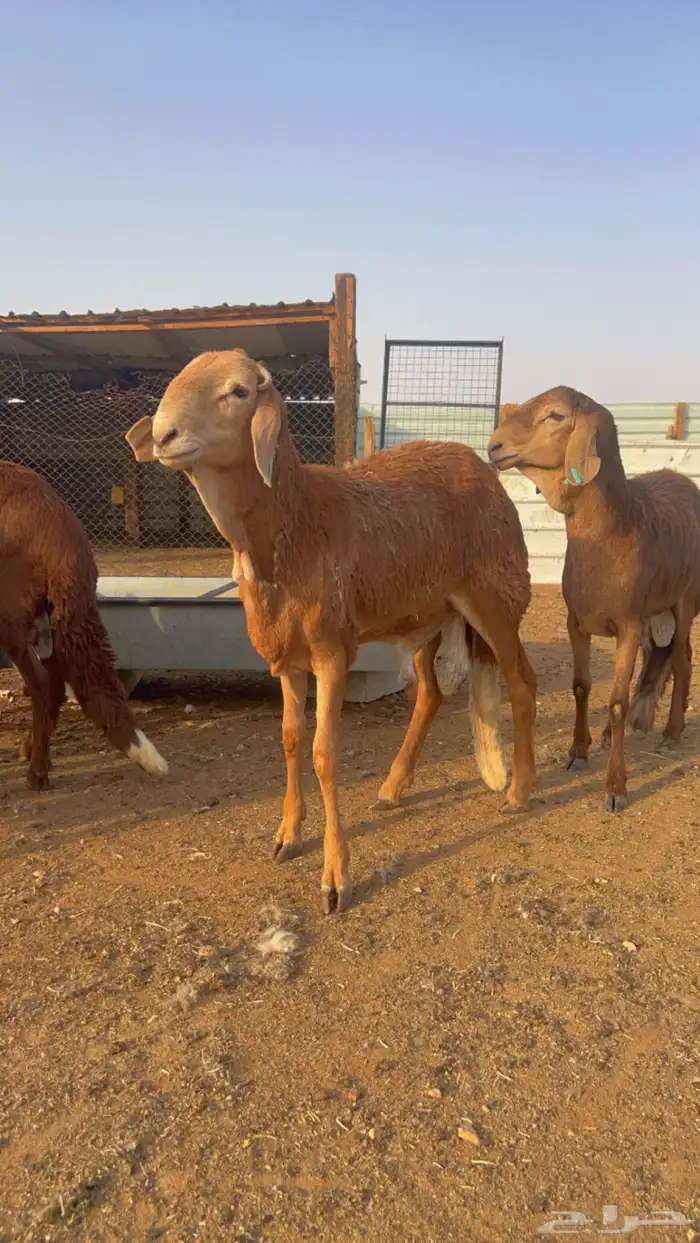 خرفان سواكني مرابي رفيد برابر 4