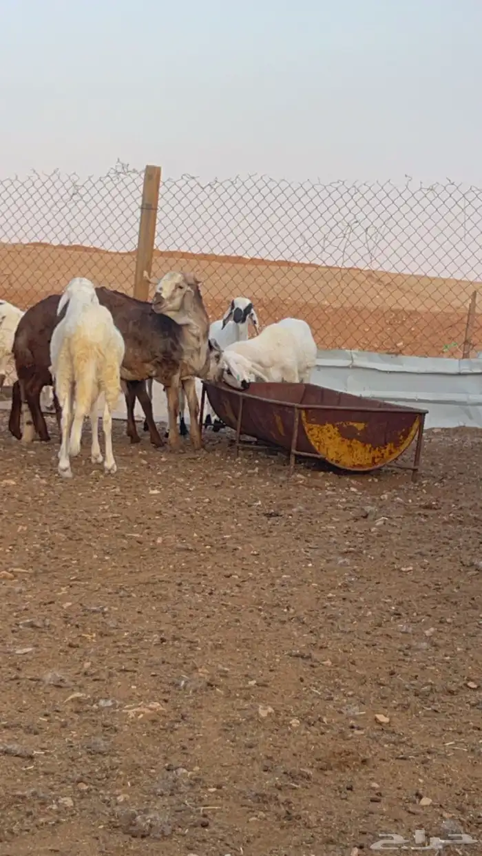 خرفان سواكني مرابي رفيد برابر 5