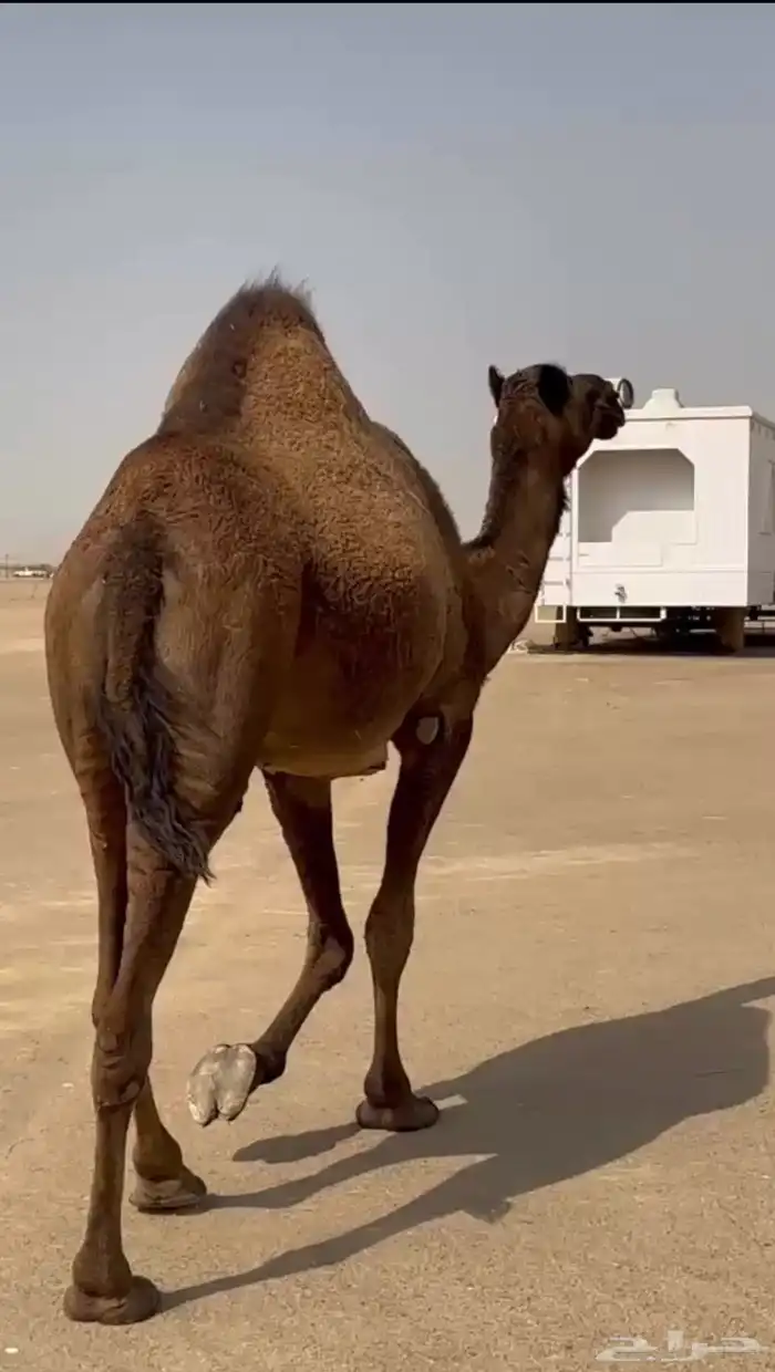 لقحه صفرا طيبه 0